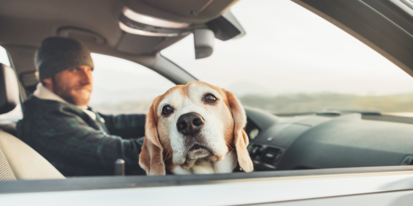Man with his dog in a car looking outside of the window